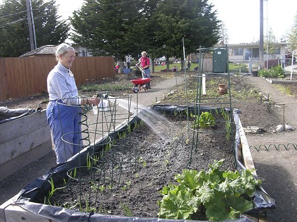 Kassandra Kersting waters a raised garden plot at June Robinson Park while Michael Kaakso wheels in some topsoil. The park offers garden plots through Community Organic Gardens of Sequim