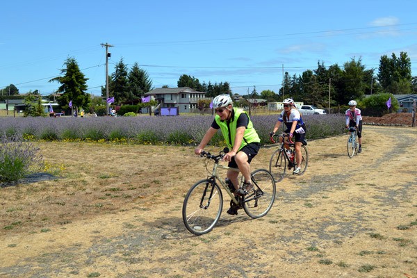 Cyclists ride into Olympic Lavender Heritage Farm on Aug. 6 as part of Tour de Lavender. Organizers said 320 cyclists chose to take 32-mile- or 62-mile-rides through the Sequim area. This was the most participants ever for the event.