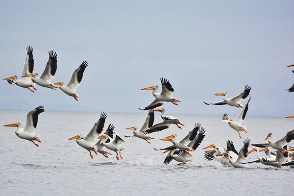 American White Pelicans make Sequim stop