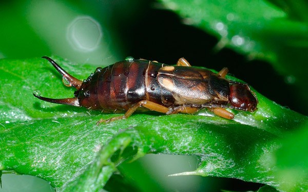 Earwigs are easily recognizable with their elongated