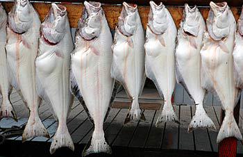 Port Angeles Halibut Derby set for this weekend, May 23-24