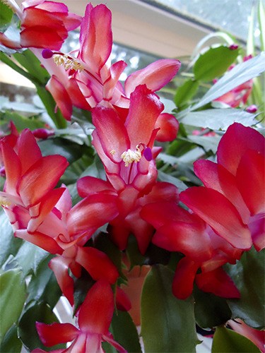 A blooming Christmas cactus.
