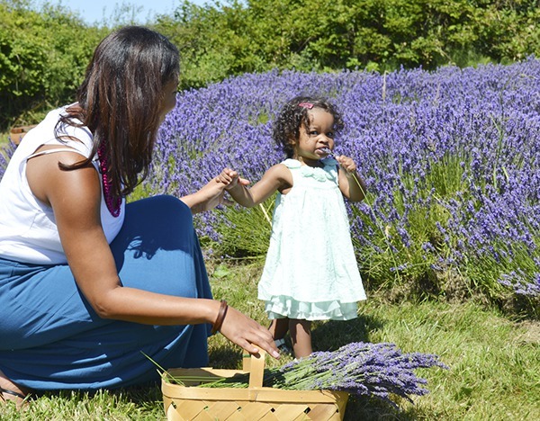 Fourteen-month-old India Gaskin of Mountlake Terrace stands for a photo with her mom Julie while dad James takes photos at Jardin du Soleil Lavender Farm. The couple said they visited Sequim late on Saturday and decided to come back on Sunday. “We ran out of time but we're glad we came back