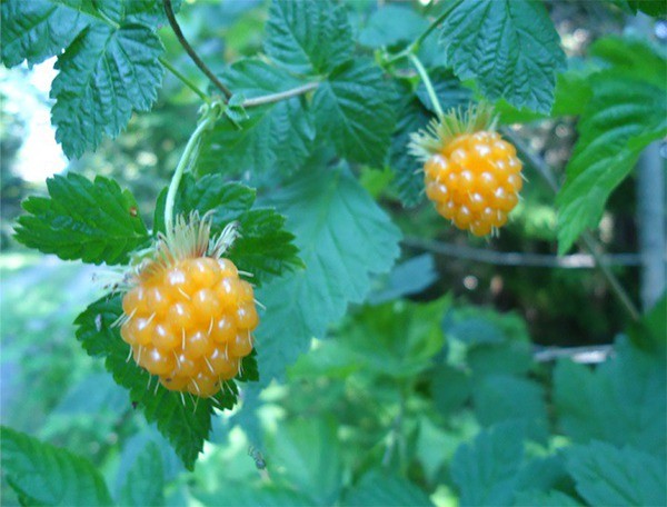 Salmonberries show a hint of red when they are ripe.