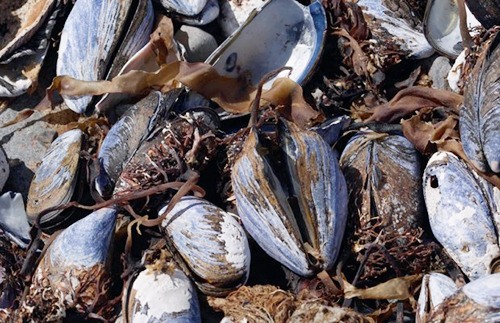 Toxins close Sequim Bay to shellfish harvesting