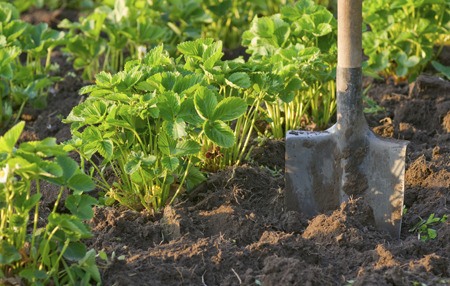 Get It Growing: Understanding garden soil, Part II: The process