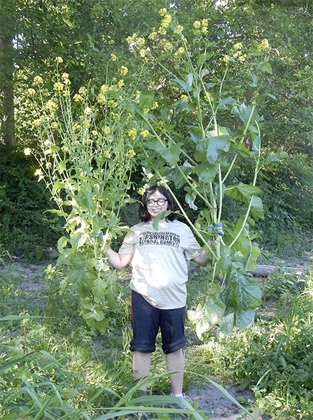 Sequim High School student Soraya Frutos holds a pair of mega-weeds removed from a tree-planting site last month. Frutos and her classmates in the North Olympic Peninsula Skills Center Natural Resources program worked with the North Olympic Salmon Coalition as stewards of habitat restoration sites this year.