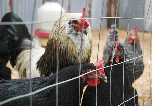 Local avian flu quarantine remains