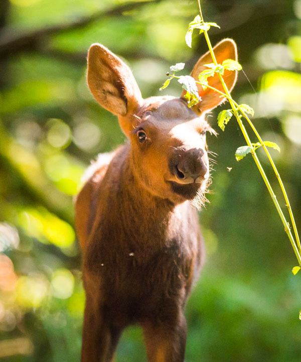 Keepers at Northwest Trek Wildlife Park in Eatonville determined the moose calf born on July 17 is a girl and now they want help naming the adorable creature.