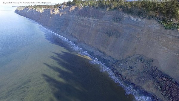 Sediment is continuously dispersed from bluff erosion west of the Dungeness Spit