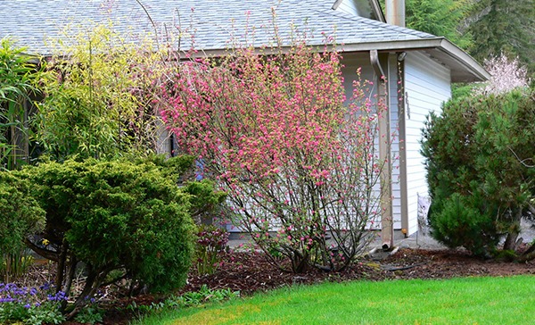 Birdscaping with native red flowering currant is sure to invite hummingbirds in spring and other feathered friends in summer.