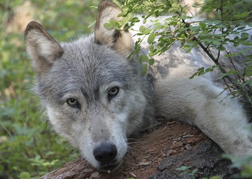 State’s wolf population increasing; predatory incidents also climbing