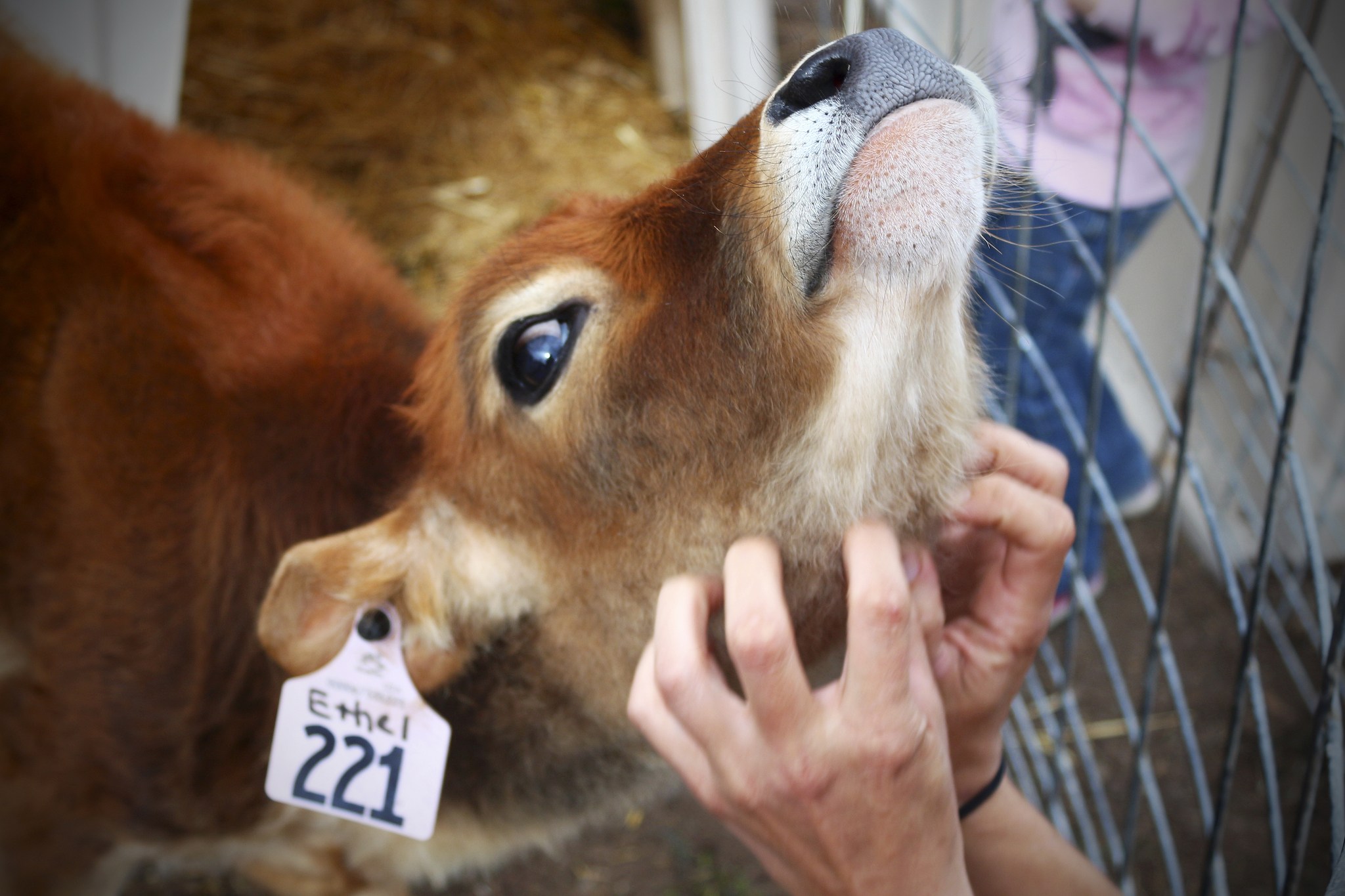 Ethel enjoys getting a chin scratch at Dungeness Valley Creamery. Photo by Lindsay Aspelund