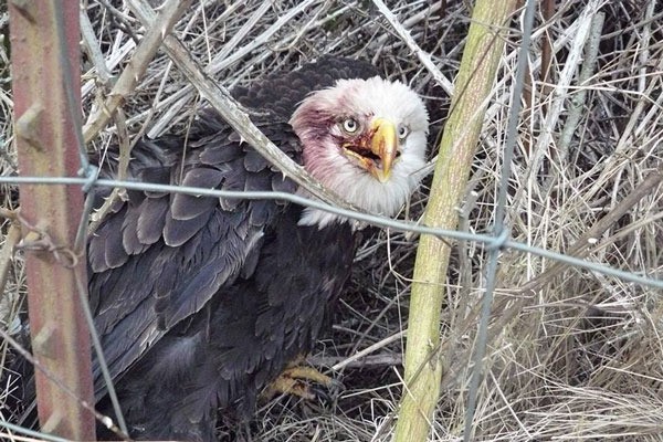 This female bald eagle