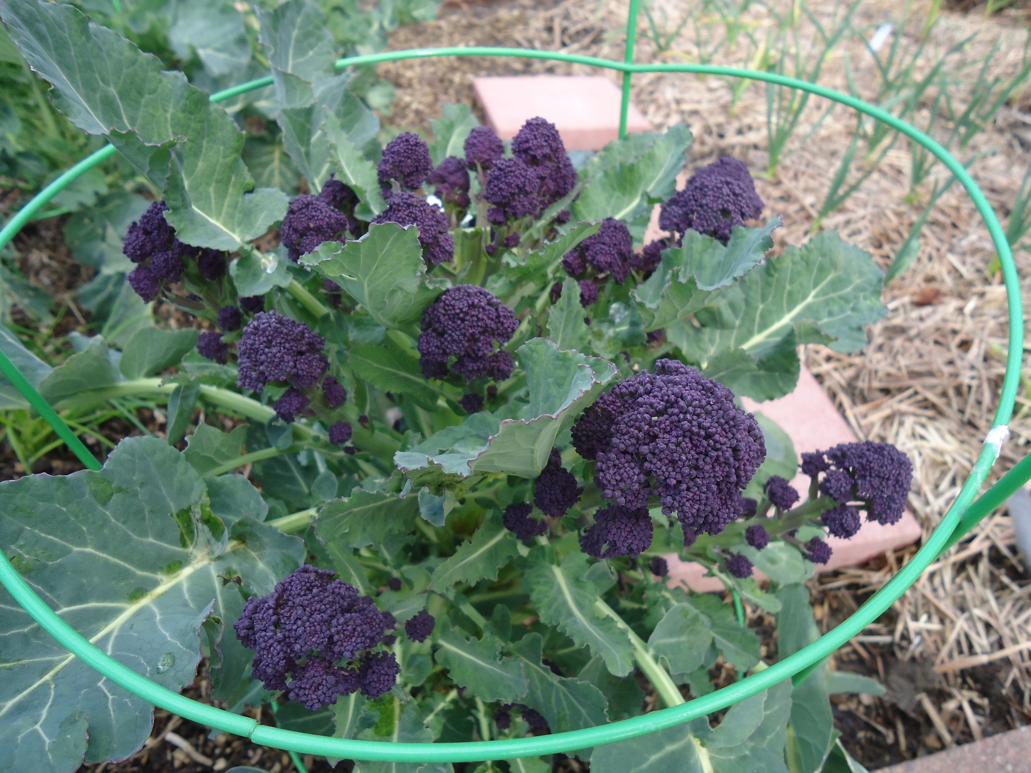 Get It Growing: Variety of broccoli provide a year-round harvest | Sequim