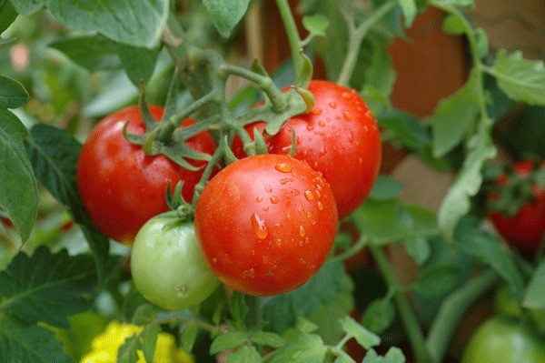 For vine-ripened tomatoes