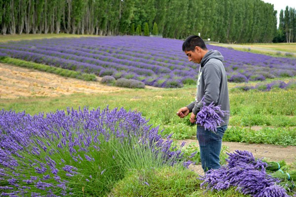 Jonathan Flores bundles lavender on July 13 at Graysmarsh Farm for visitors at Sequim Lavender Weekend.