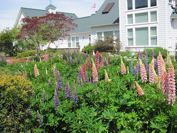 Chuck and Darlene Whitney have several varied lupines.