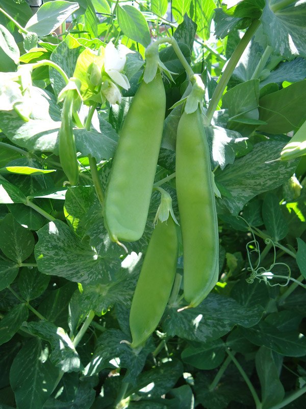 Sugar snap peas can be harvested as soon as they achieve the expected length (three to four inches) such as in this photo. To get the most out of your harvest