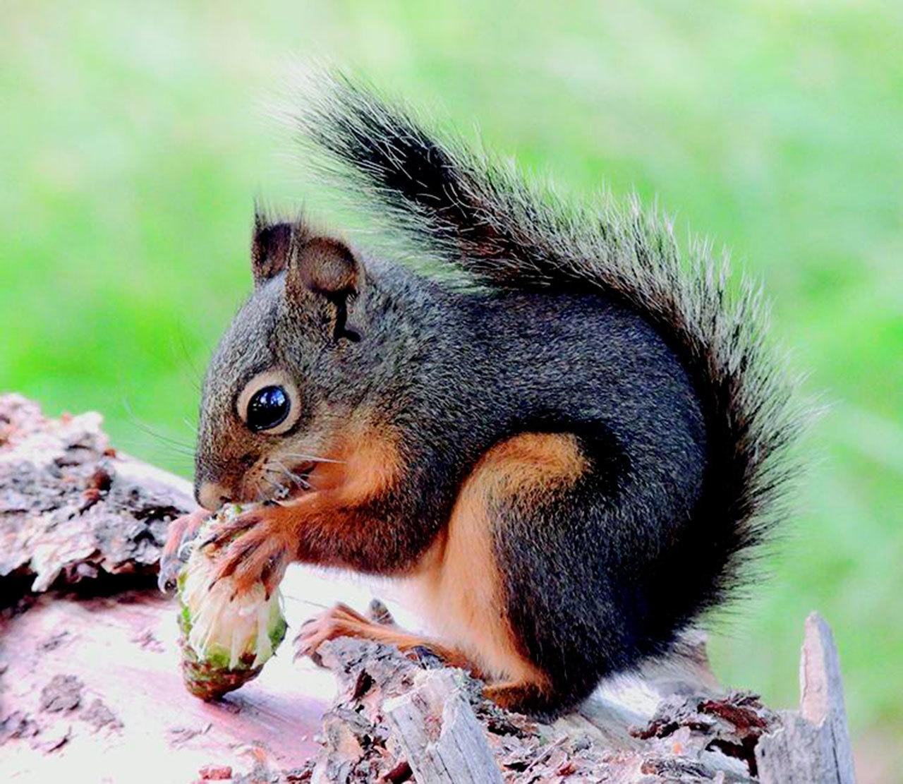 Natural History Dispatch: Life of the nimble Douglas squirrel