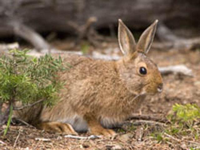 Natural History Dispatch: The curious life of the hare