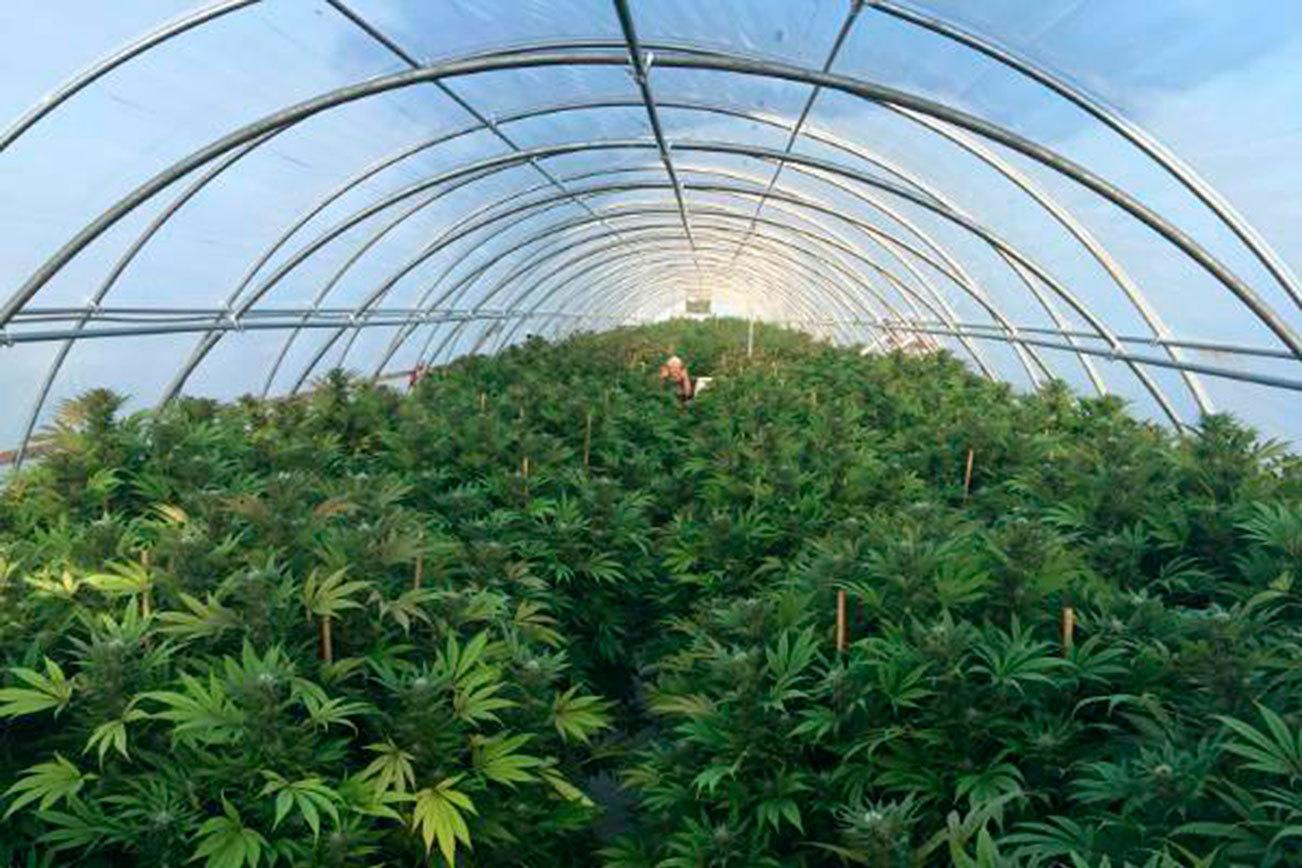 A year in review on Washington’s marijuana industry