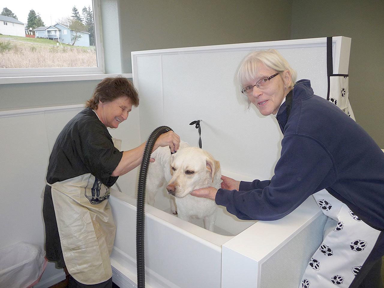 Dog Gone Groomer owner Deb Kent, left, blow dries Punkin as her owner Vicki Niederkorn assists in the self-service portion of the business. Sequim Gazette photo by Patricia Morrison Coate