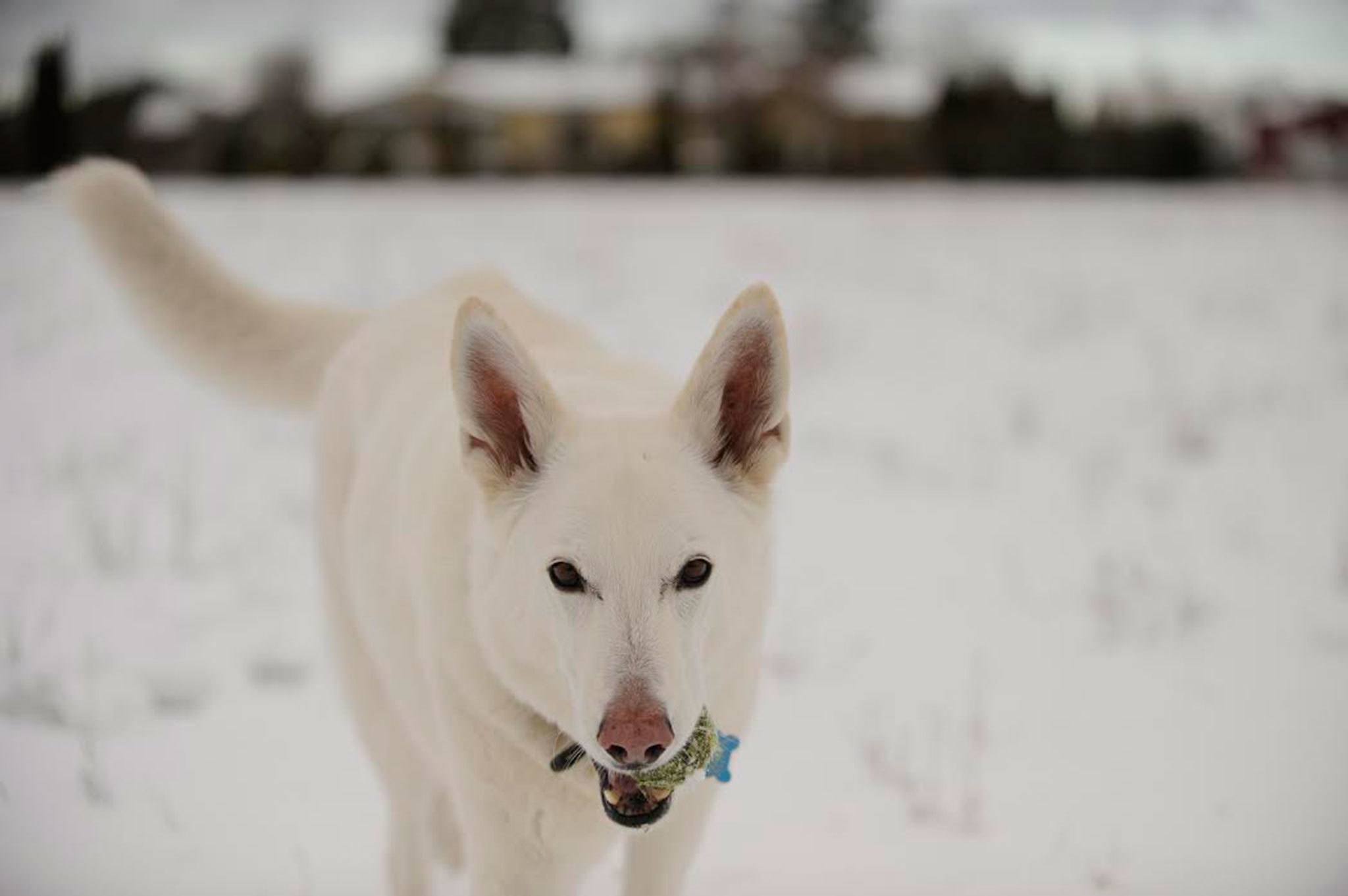 Eight-year-old Kona doesn’t let a little snow get in the way of some exercise Tuesday morning near downtown Sequim. Sequim Gazette photo by Michael Dashiell