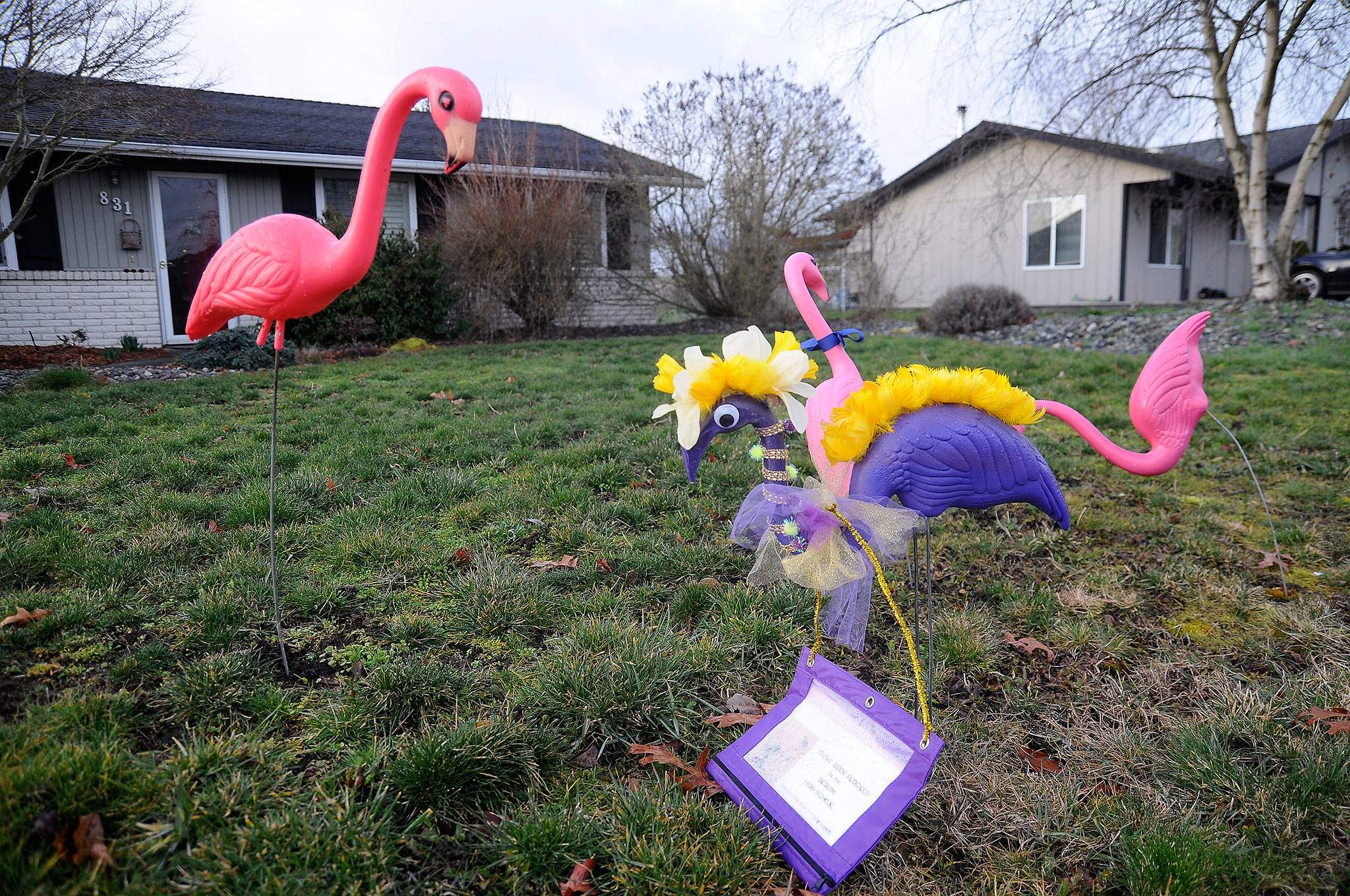 Flock and awe: Sequim Graduation Party flamingo fundraiser is back