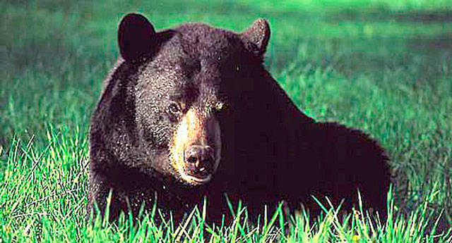Natural History Dispatch: Sizing up the peninsula’s black bear