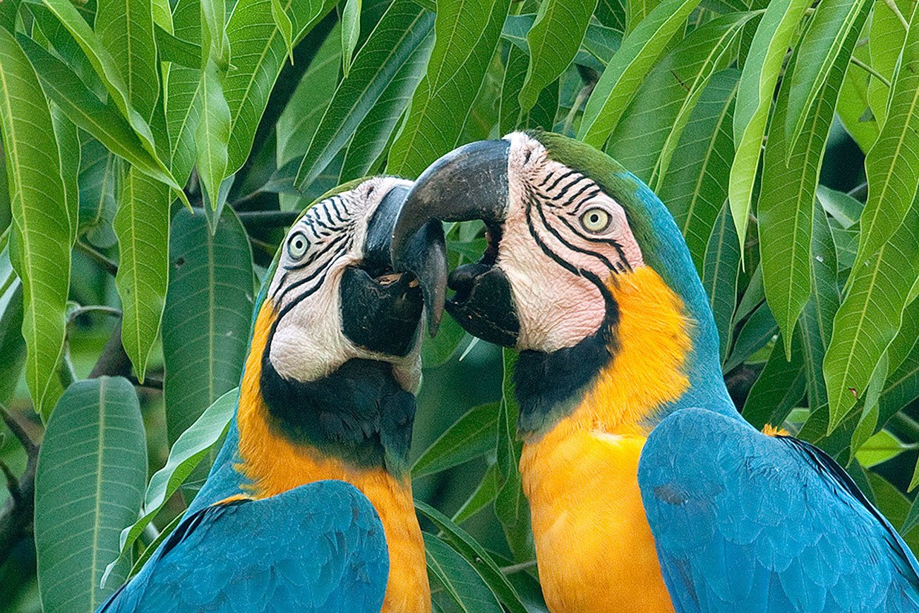 Traveler’s Journal: A journey in search of the amazing wildlife, landscapes of South America