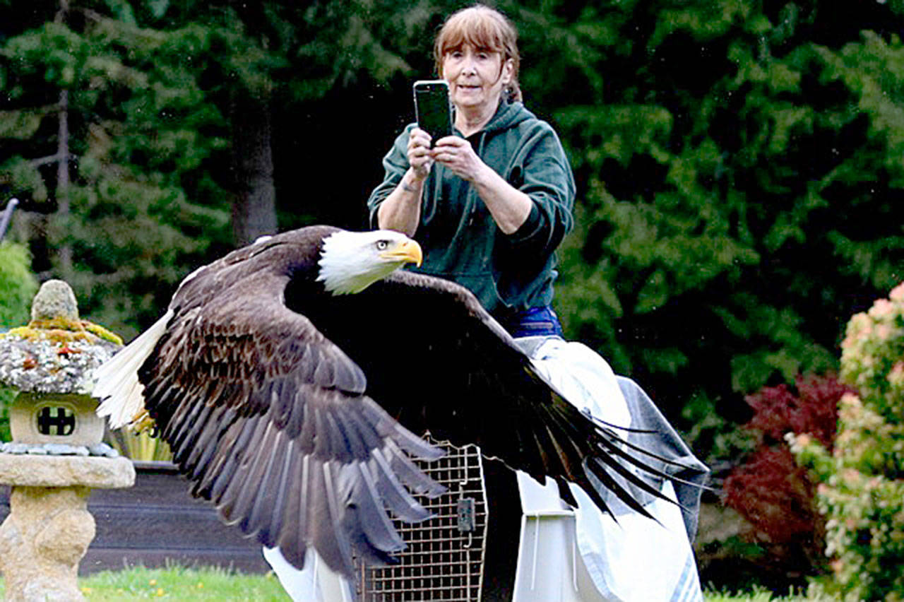Jaye Moore, executive director of the Northwest Raptor and Wildlife Center, watches as Sparky, a bald eagle that was electrocuted last month, is released into the wild on April 22. Photo by Debbie Schouten