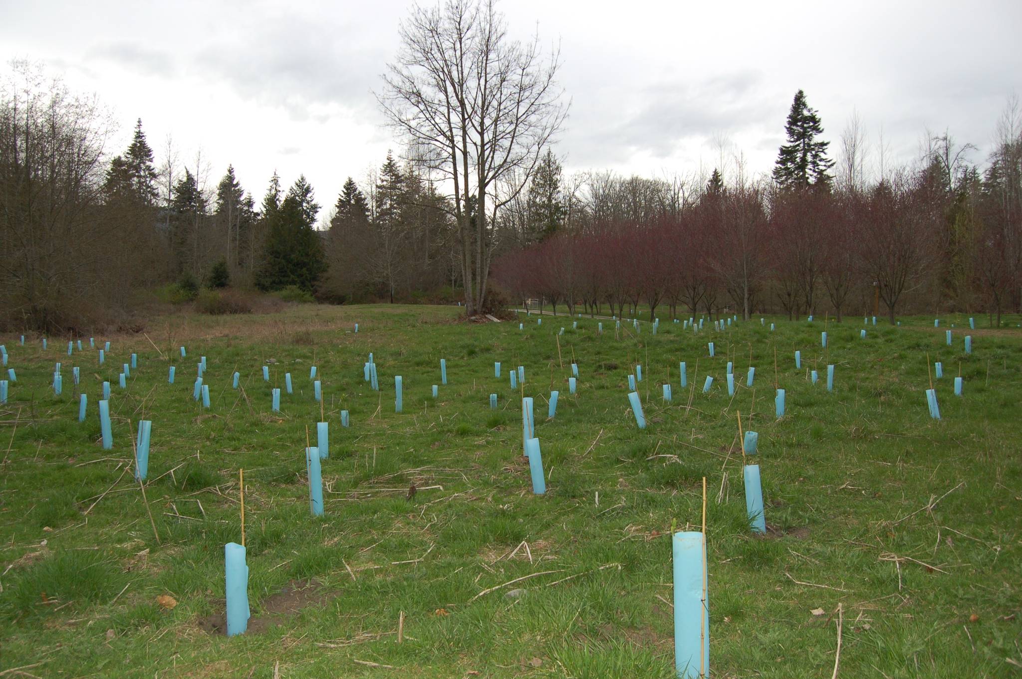 Reforesting for a future