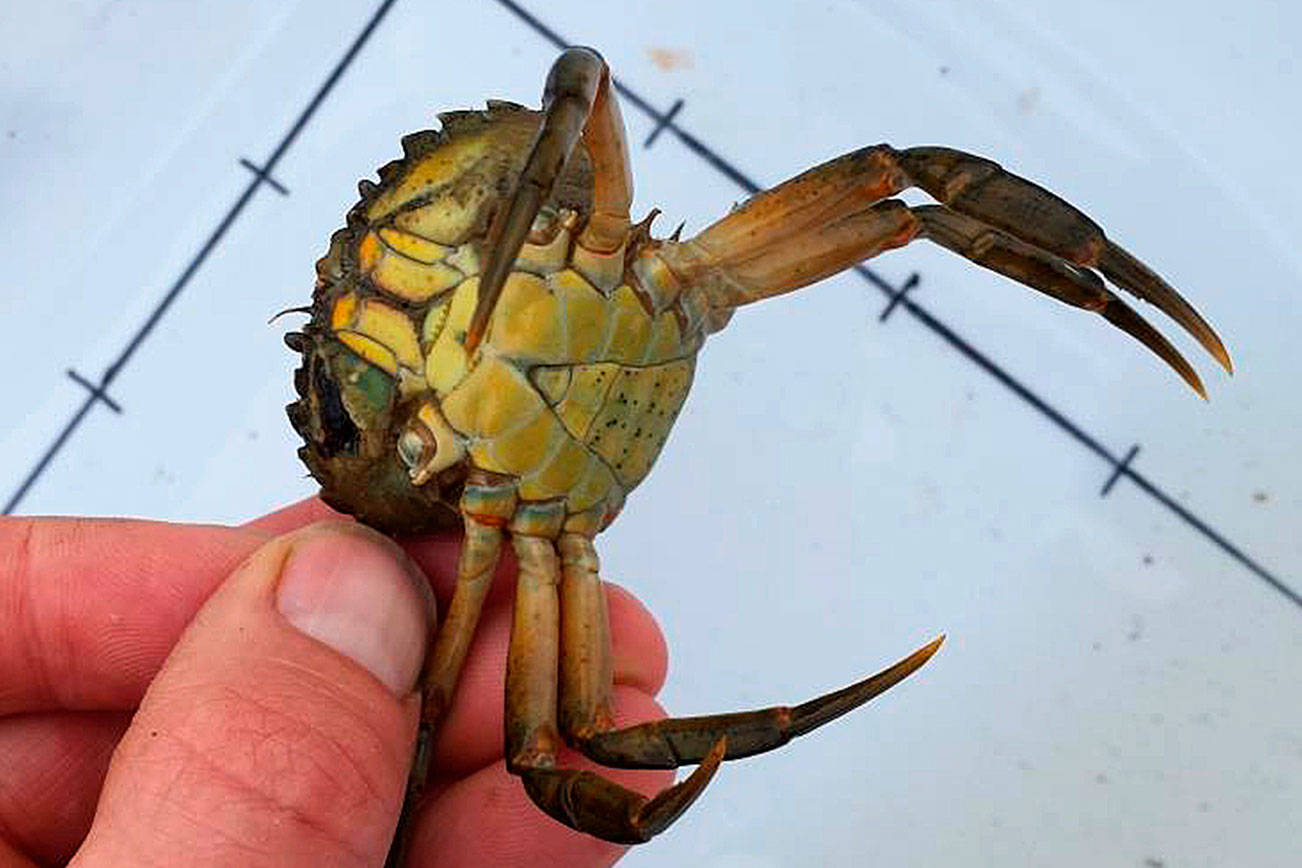 Invasive European green crab found in Dungeness Bay Sequim Gazette