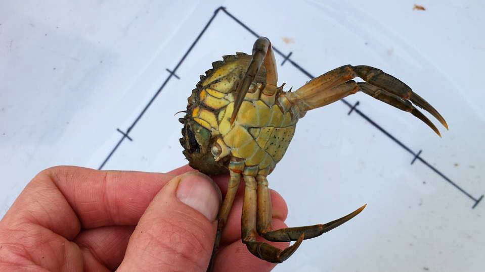 So far, 13 European green crab, an invsaive species, were trapped in Dungeness Bay. The crab is attributed to damaging the soft shell indicated in Maine and has affected ecosystems worldwide. Photo by Lorenz Sollmann USFWS