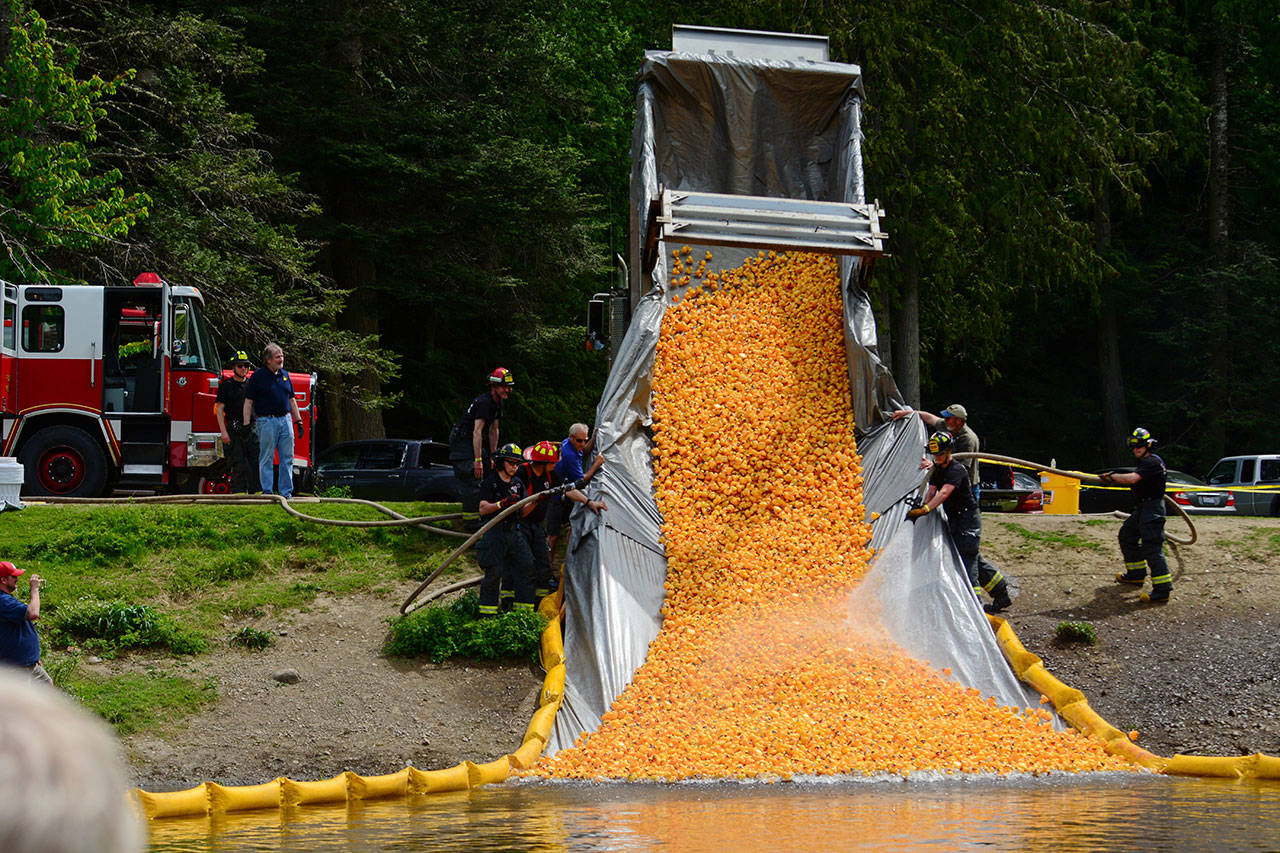 More than 28,000 ducks are dumped into the pond at Lincoln Park in Port Angeles during the 28th annual Great Olympic Peninsula Duck Derby on Sunday. (Jesse Major/Peninsula Daily News)