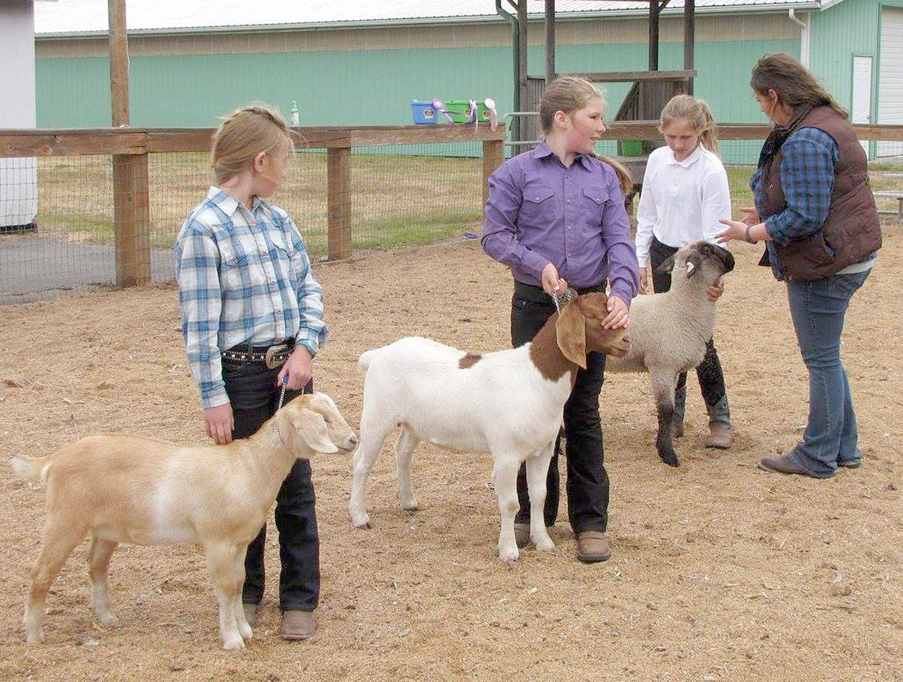 Goats and sheep are two of the animal species that youth can show at the Port Angeles Summer Classic Youth Animal Show in June — register by May 12. Photo by Clallam County 4-H