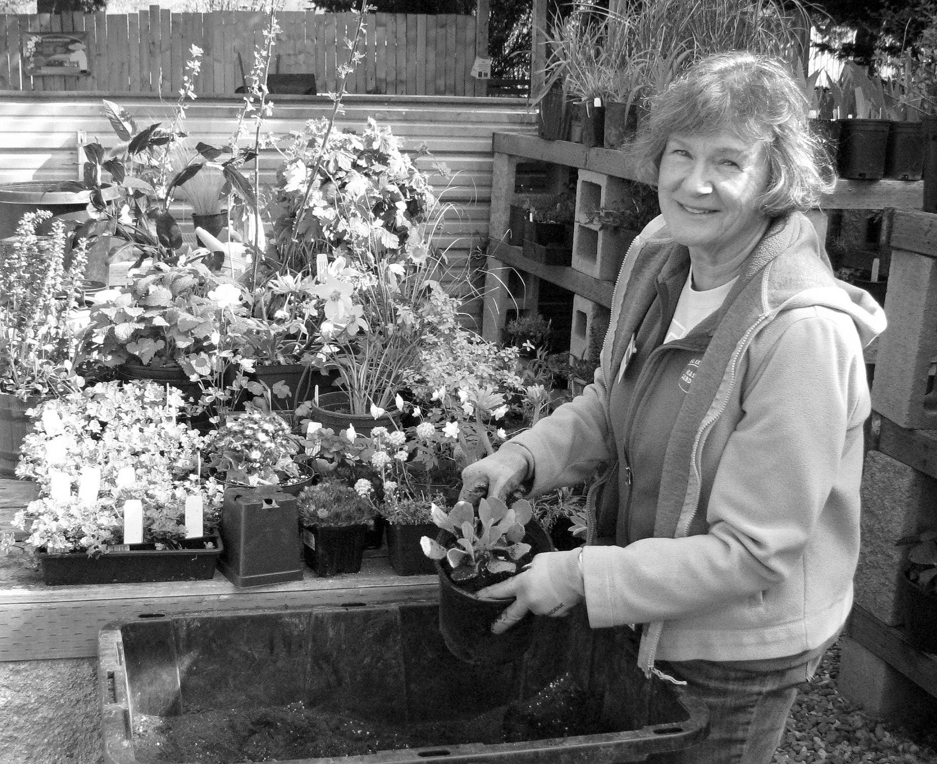Betsy Burlingame, Master Gardener Plant Sale chairman, readies potted plants for the sale. Photo by Amanda Rosenberg