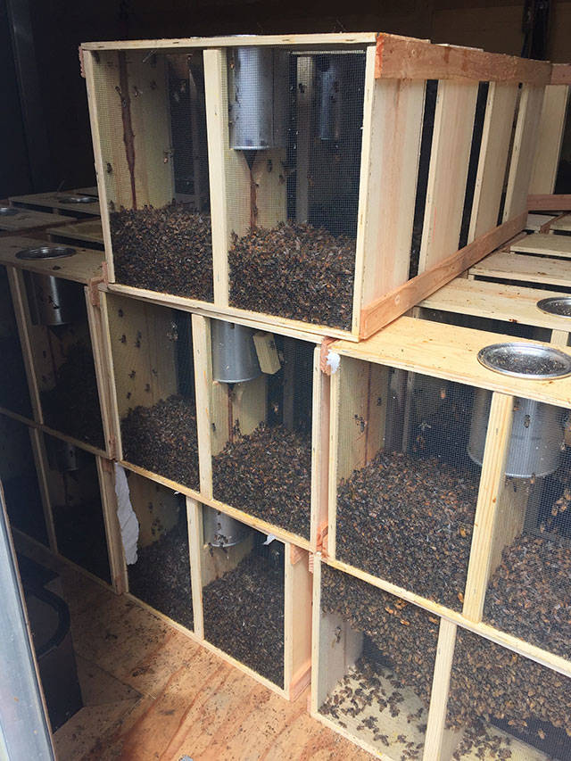 Local businessman sees bee cargo damaged