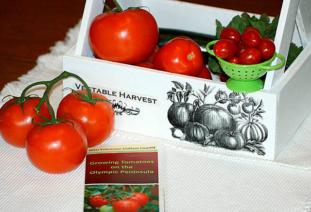 Get It Growing: Using what you grow, with tomatoes