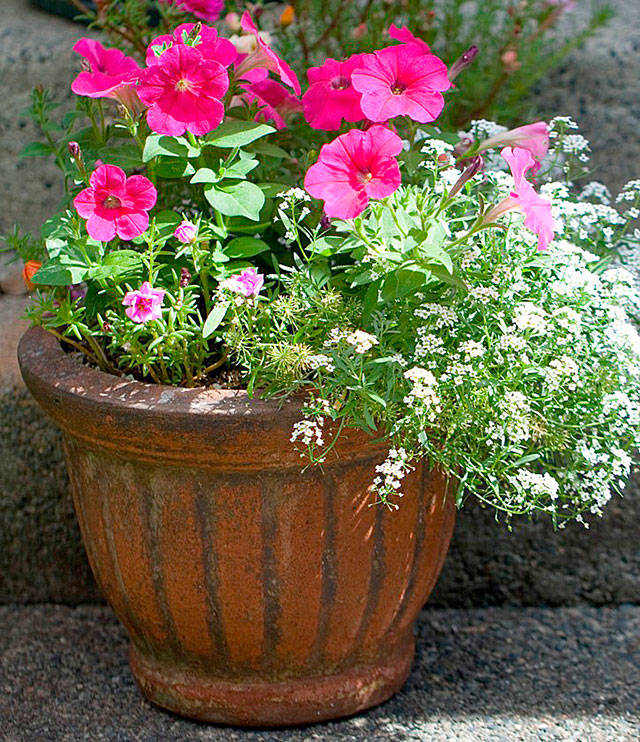 Get It Growing: Set your June gardening activities calendar