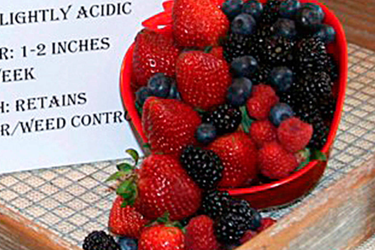 Get It Growing: Berry basics