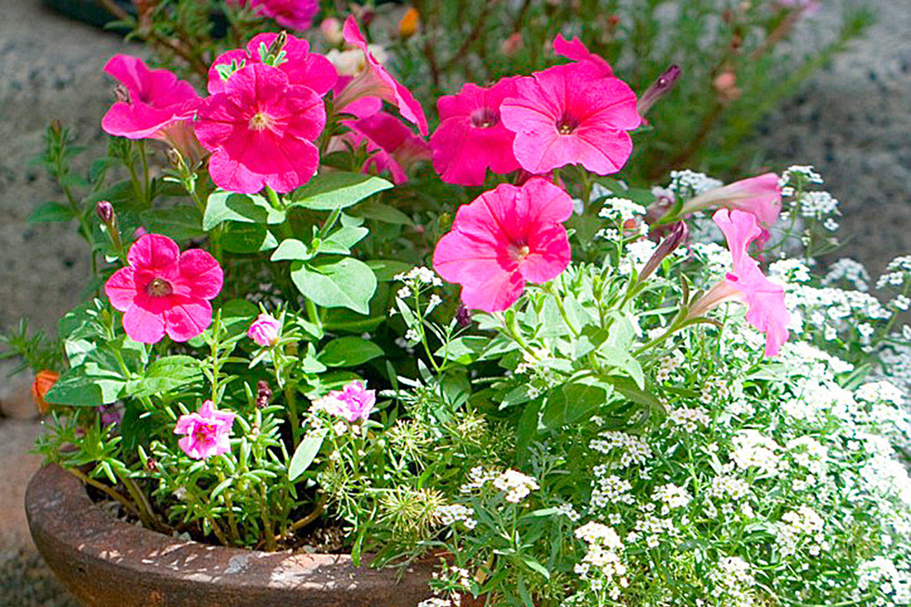 Get It Growing: Set your June gardening activities calendar