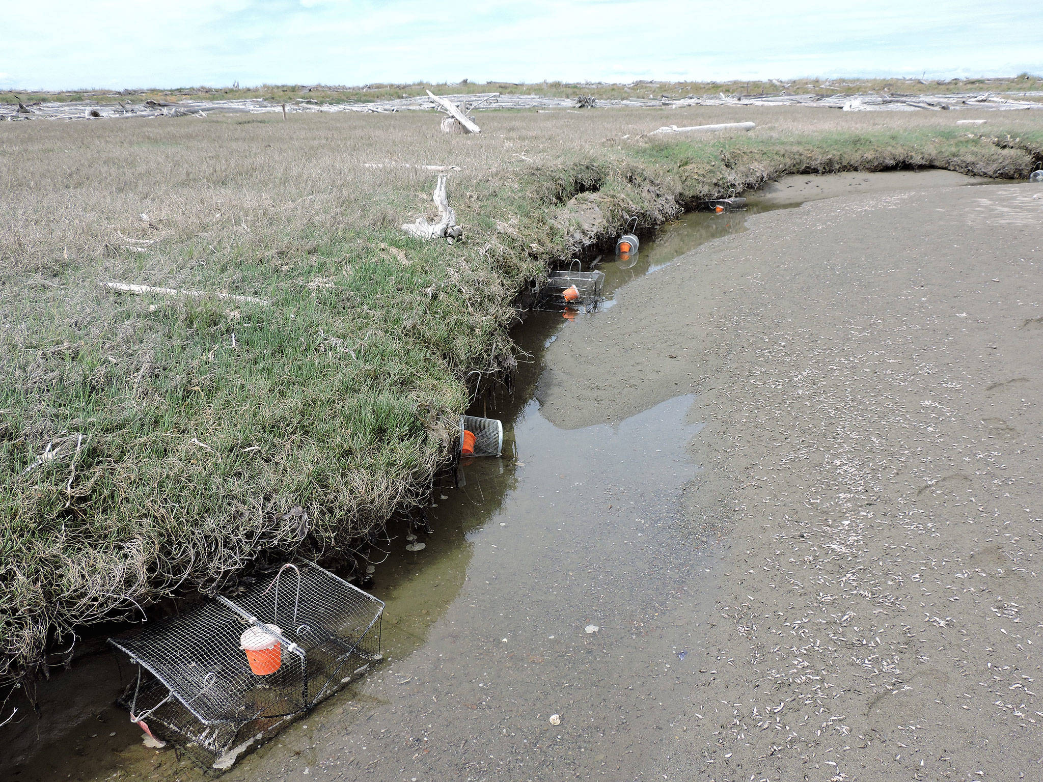 More than 100 traps have been placed on Dungeness Spit to capture European green crab, considered one of the worst invasive species on the planet by scientists. Photo courtesy of Lorenz Sollmann/ USFWS