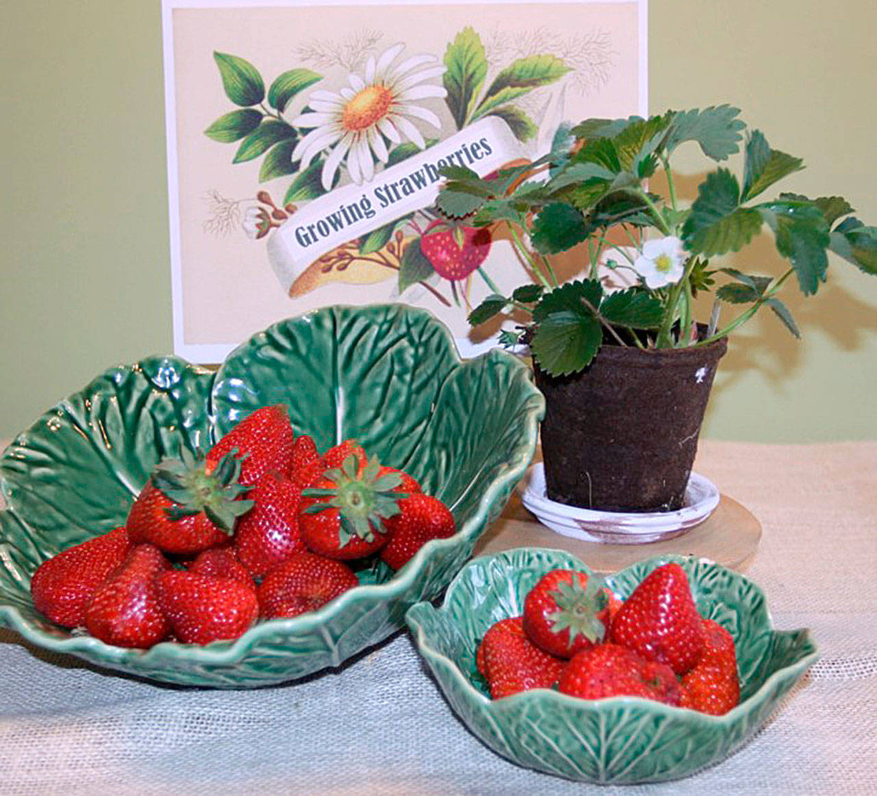 Get It Growing: Growing strawberries