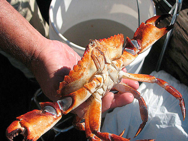 State shellfish managers set Puget Sound crab seasons