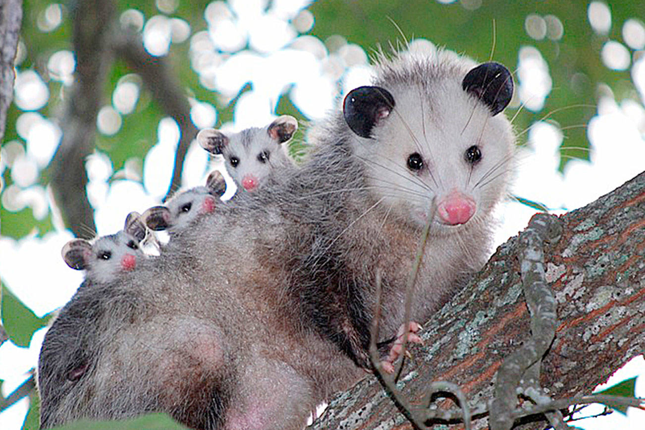 Natural HIstory Dispatch: Don’t overlook opossums