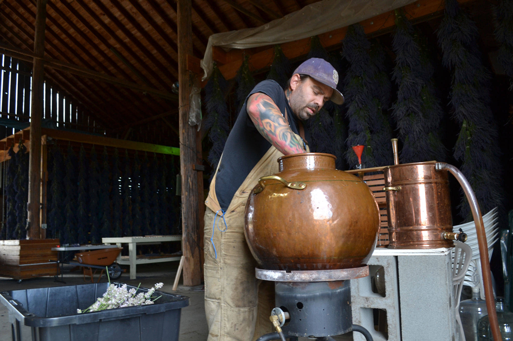 Zion Hilliker, co-owner of B&B Family Farm, readies some lavender for distillation prior to last year’s Sequim Lavender Weekend. The farm’s Hidcote pink lavender and Grosso lavender received gold certification from the U.S. Lavender Oil Awards. Sequim Gazette file photo by Matthew Nash