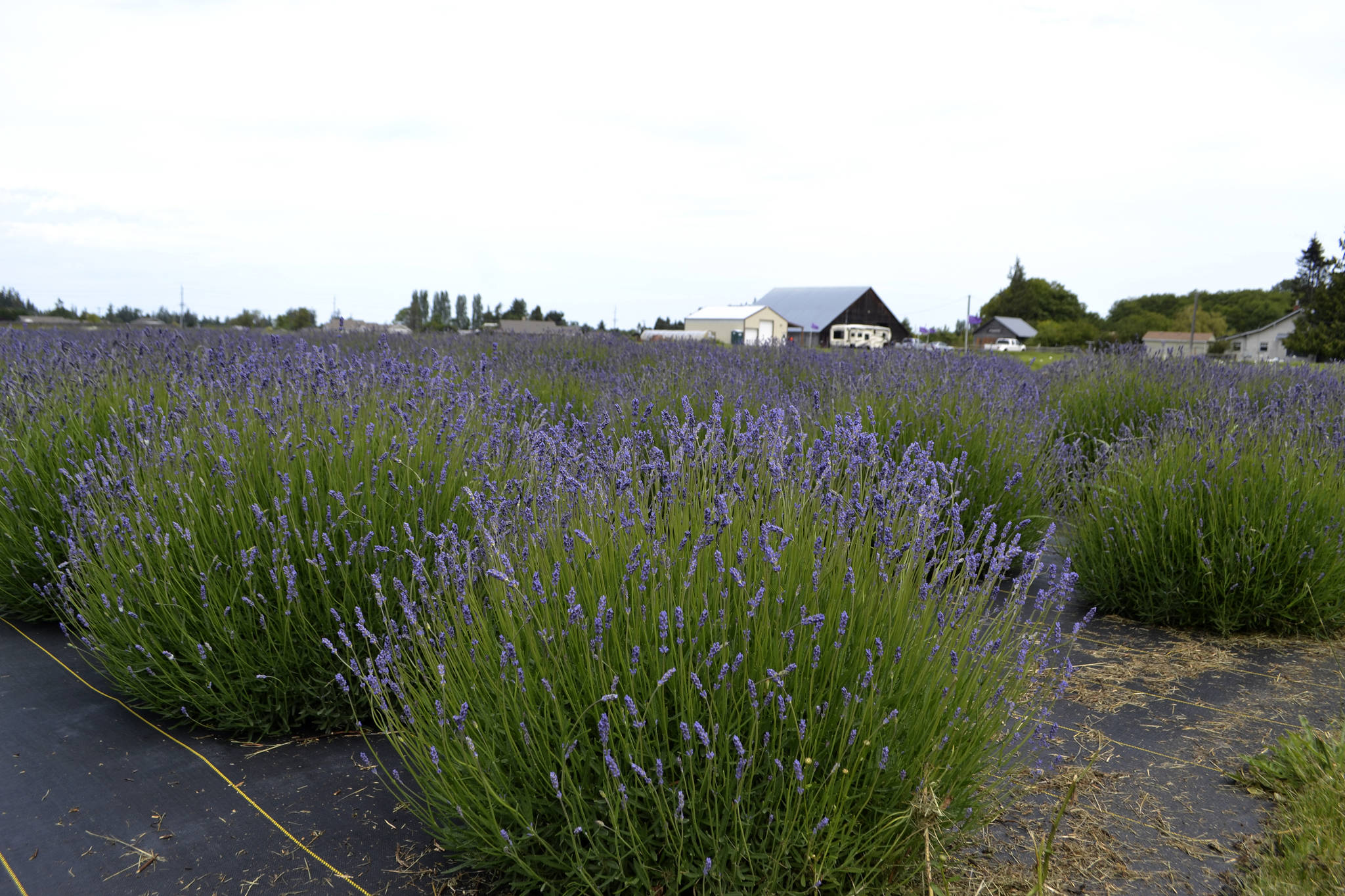 Right now Folgate lavender is beginning to show its color at the B&B Family Farm west of Carlsborg. Sequim Gazette photo by Matthew Nash