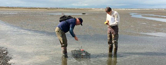 Lorenz Sollmann, deputy project leader at the Washington Maritime National Wildlife Refuge, on right, and volunteer Mark McClelland stand near traps on Graveyard Spit along the Dungeness Spit in June. Traps have been going out 3-5 days a week to capture European green crab, considered one of the worst invasive species on the planet. Photo courtesy of Allen Pleus Washington Department of Fish & Wildlife